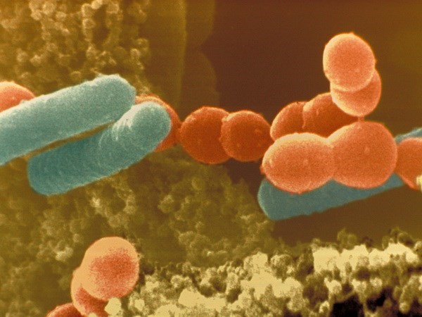 Trong đường ruột của con người có hàng chục nghìn tỷ vi khuẩn sinh sống