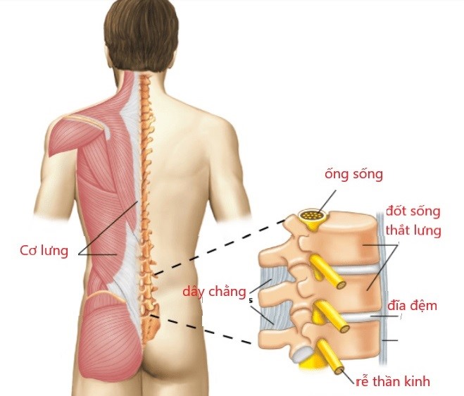 đau lưng là dấu hiệu bệnh gì