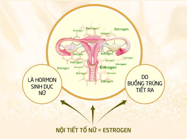 Biểu đồ quá trình suy giảm nội tiết tố nữ estrogen ở phụ nữ qua từng lứa tuổi