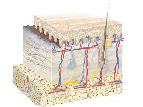 ấu tạo của da mặt là lỗ chân lông kết nối với các tuyến dầu dưới da
