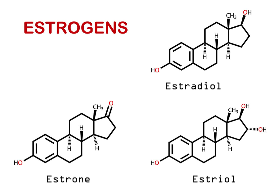 Estrogen là tên gọi rút gọn của 1 nhóm các chất hoạt tính