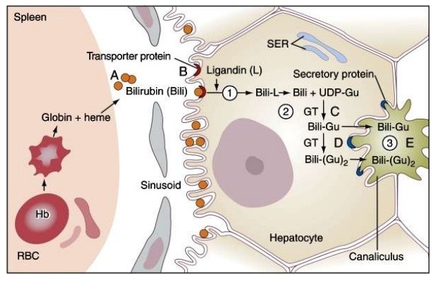 Chuyển hóa tại tế bào gan của Bilirubin-kiểm tra chức năng gan
