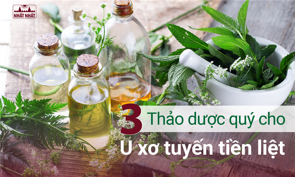 3 Thảo dược quý cho U xơ tuyến tiền liệt
