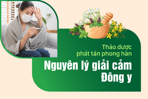 Thảo dược phát tán phong hàn – Nguyên lý giải cảm trong Đông y