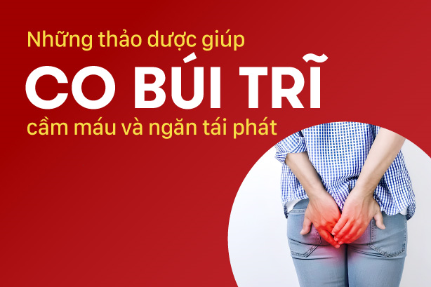 Những thảo dược giúp co búi trĩ, cầm máu và ngăn tái phát