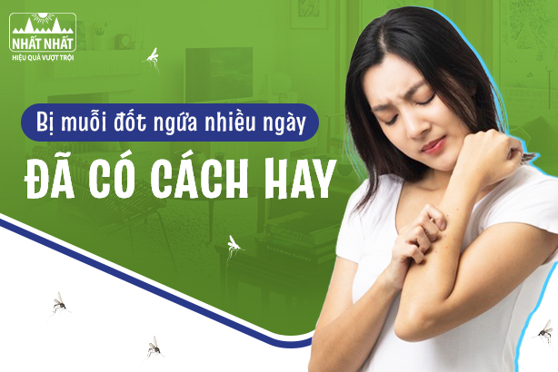 Bị muỗi đốt ngứa nhiều ngày: Đã có cách hay!