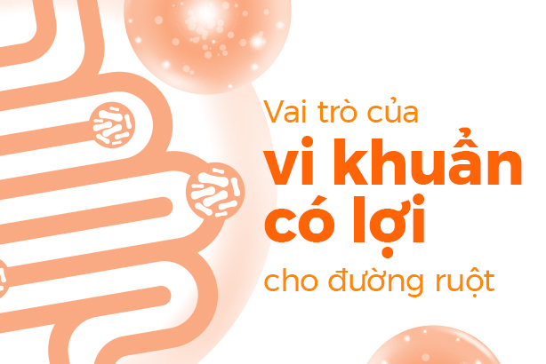 Vai trò của vi khuẩn có lợi cho đường ruột