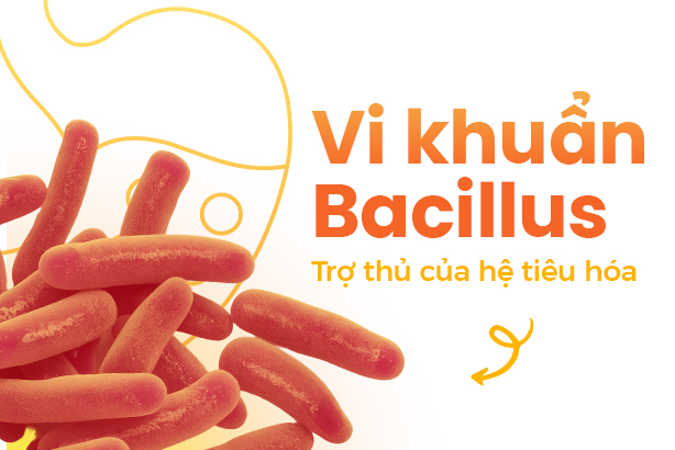 Vi khuẩn Bacillus: Trợ thủ của hệ tiêu hóa