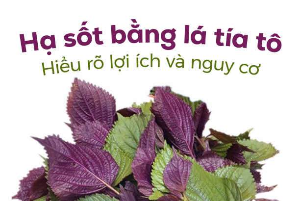 Hạ sốt bằng lá tía tô: Hiểu rõ lợi ích và nguy cơ
