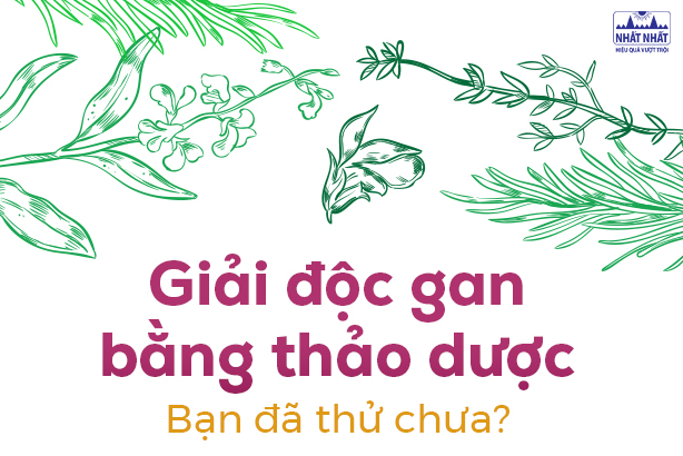 Giải độc gan bằng thảo dược: Bạn đã thử chưa?