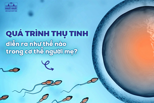 Quá trình thụ tinh diễn ra như thế nào trong cơ thể người mẹ?