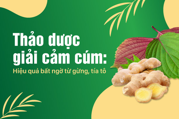 Thảo dược giải cảm cúm: Hiệu quả bất ngờ từ gừng, tía tô