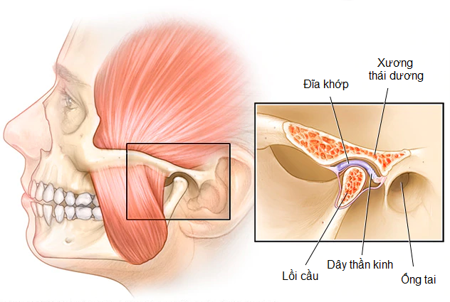 Cấu trúc giải phẫu khớp thái dương hàm
