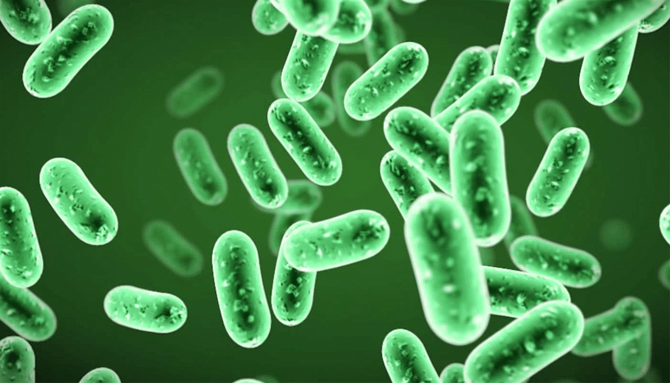 Bacillus clausii – chủng vi khuẩn được WHO khuyên dùng