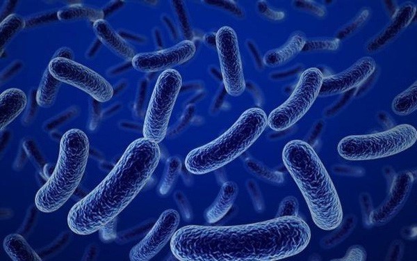 Lợi khuẩn có tác dụng gì