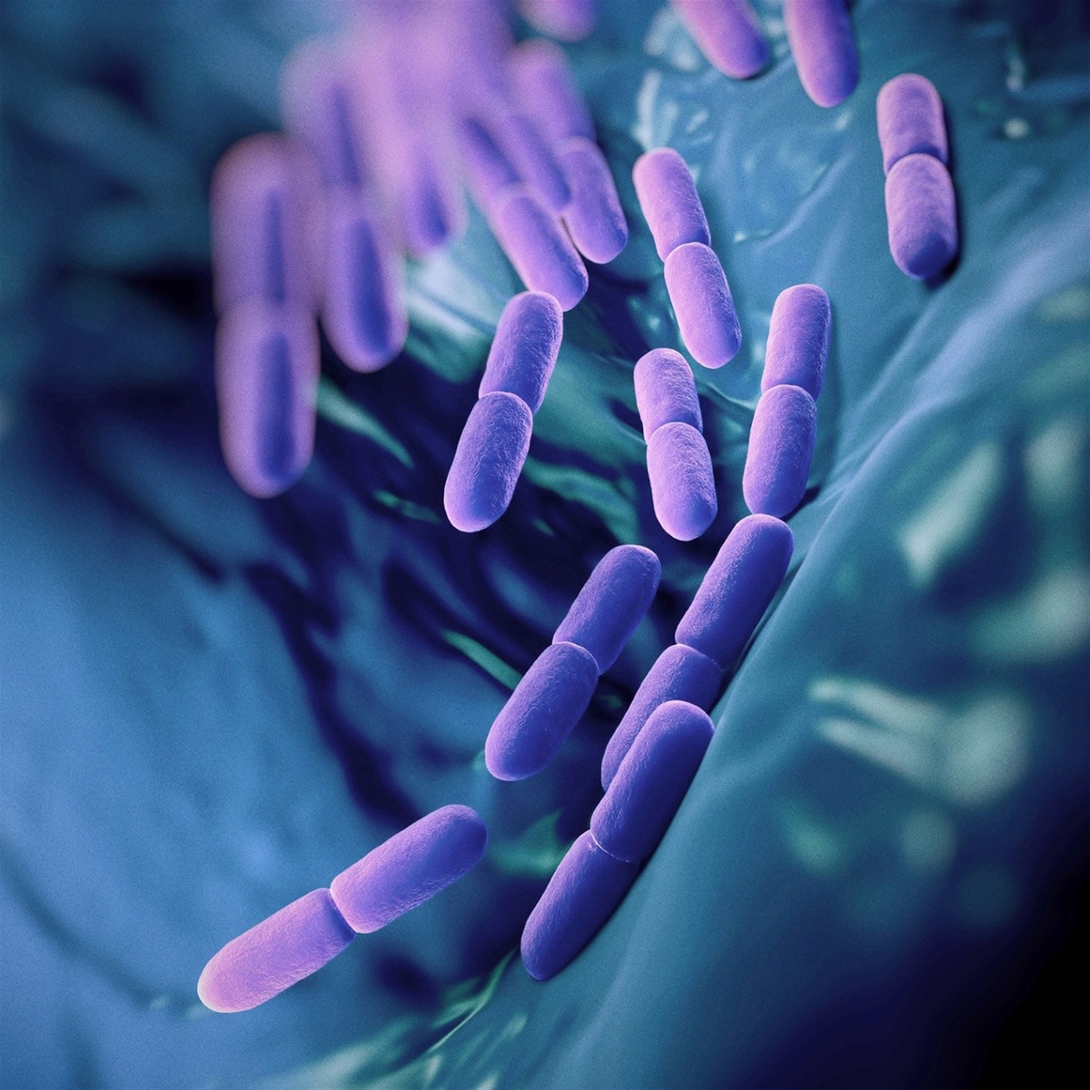 lợi khuẩn Bacillus clausii 