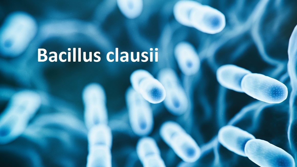 Bacillus clausii bào tử lợi khuẩn được ưa chuộng trong các sản phẩm men vi sinh
