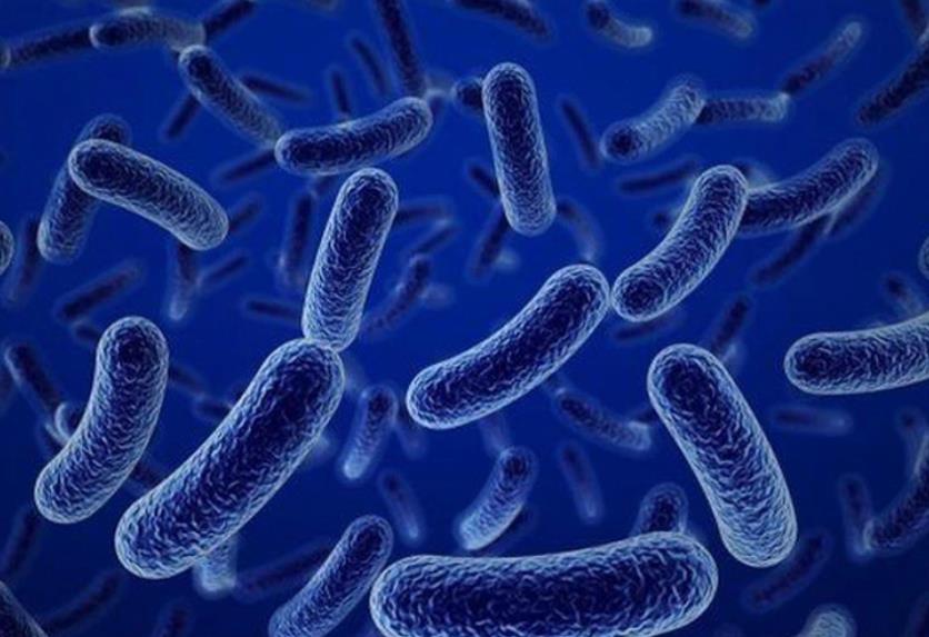 Bacillus clausii là trực khuẩn phổ biến tại đường ruột