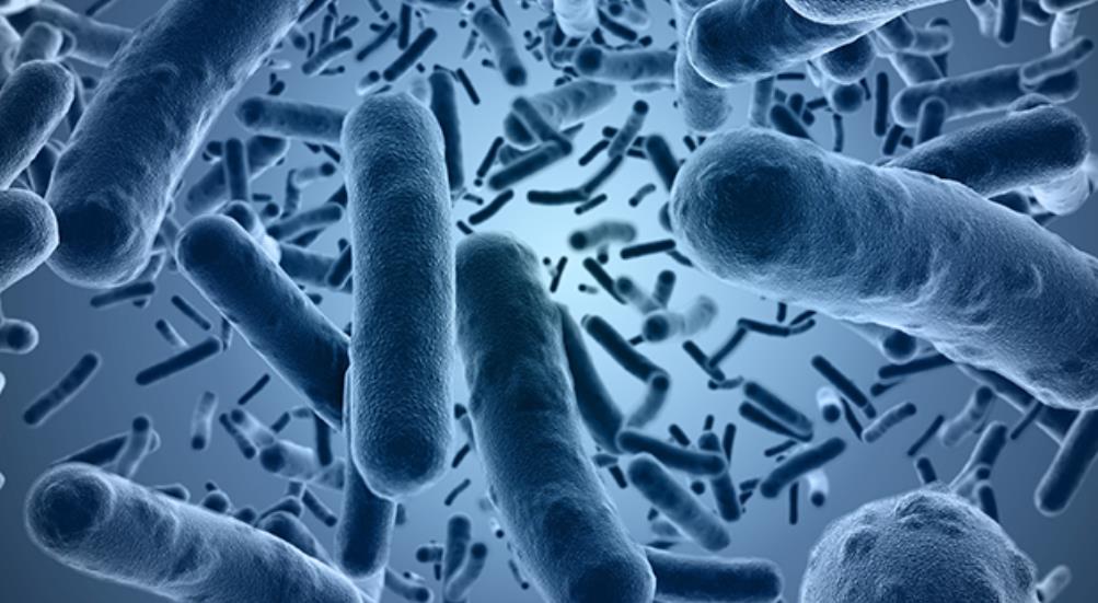 Bacillus clausii là trực khuẩn thường trú ở đường ruột