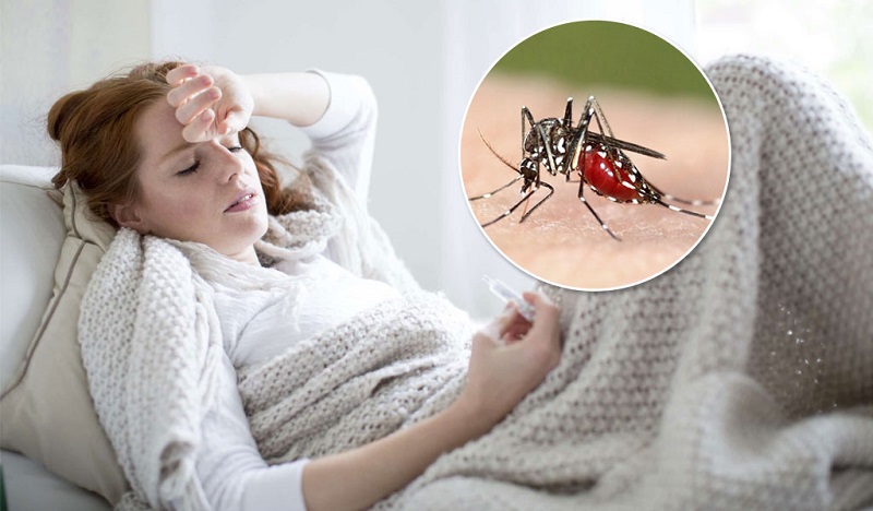 Bệnh sốt rét chủ yếu do muỗi truyền bệnh