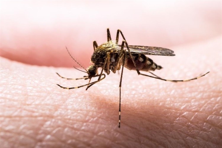 Bệnh sốt rét lây lan khi muỗi Anopheles cái hút máu người