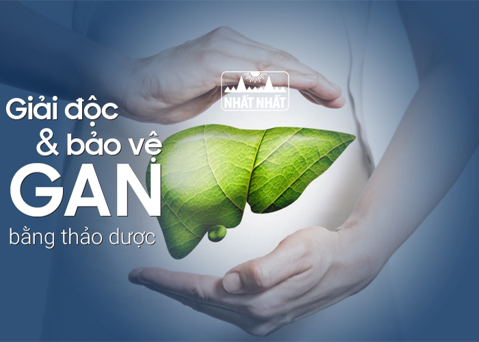 giải độc gan bằng thảo dược