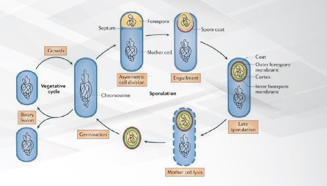 Cấu trúc bào tử lợi khuẩn