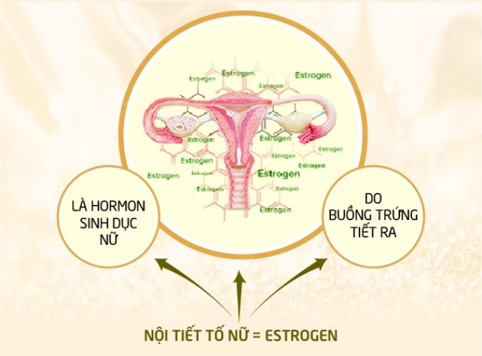 hoocmon estrogen được sinh ra ở đâu
