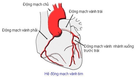 Hệ thống mạch máu cung cấp máu đến tim