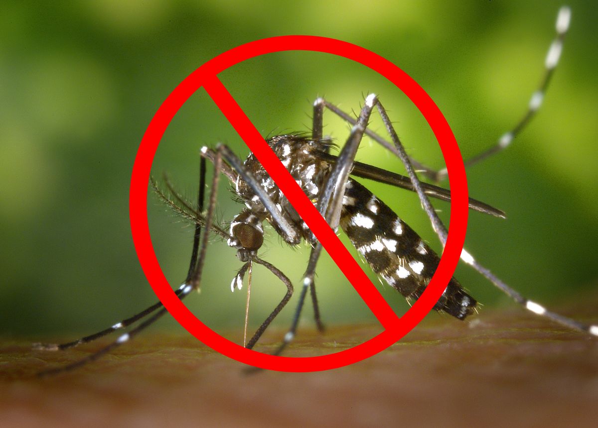 Không có cách tiêu diệt muỗi triệt để