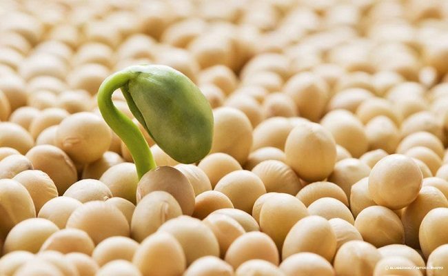 Mầm đậu nành chứa nhiều vitamin và khoáng chất có lợi cho sức khỏe