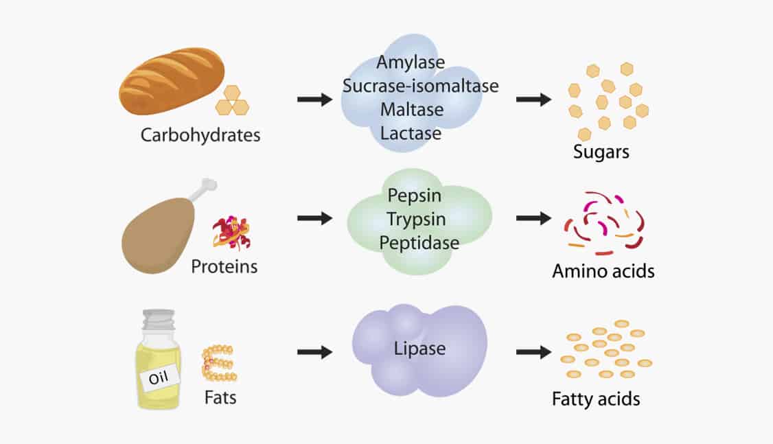 Men tiêu hóa là các protein có chức năng phân cắt các chất dinh dưỡng trong thức ăn