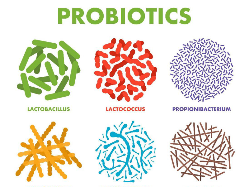 Men vi sinh (hay còn gọi là probiotics) là các vi sinh vật sống tốt cho tiêu hóa