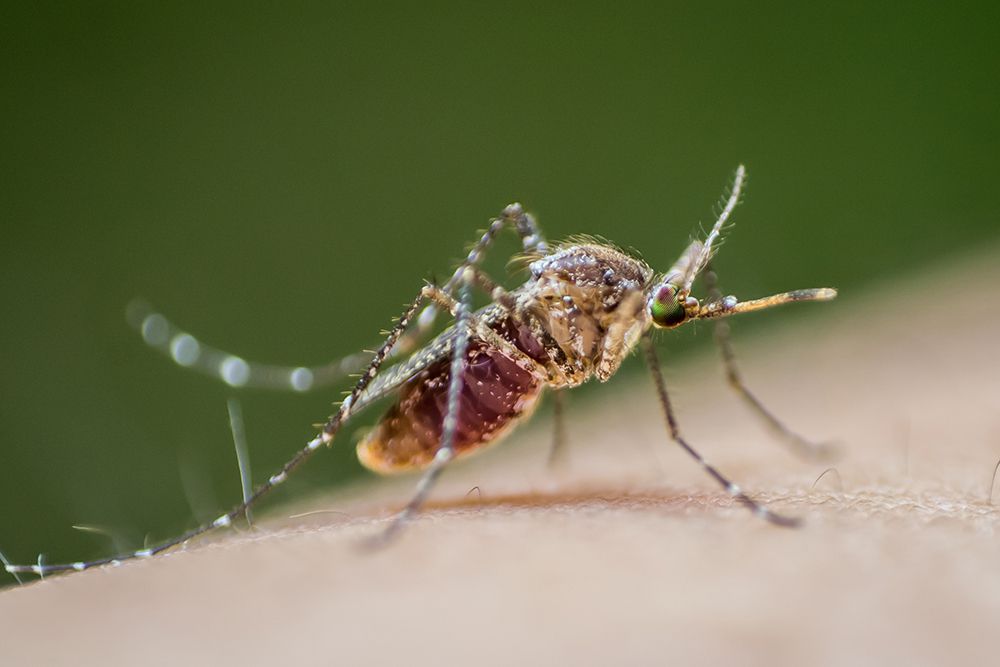 Muỗi mang nhiều mầm bệnh gây nguy hiểm cho bà bầu