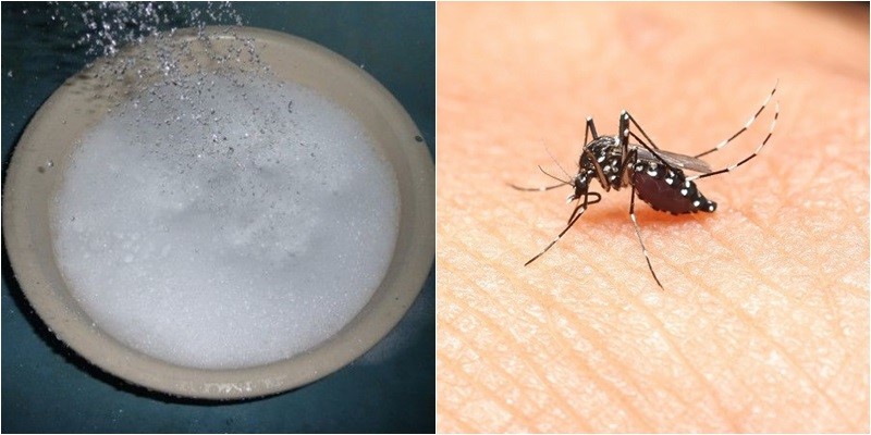 cách làm muỗi tránh xa