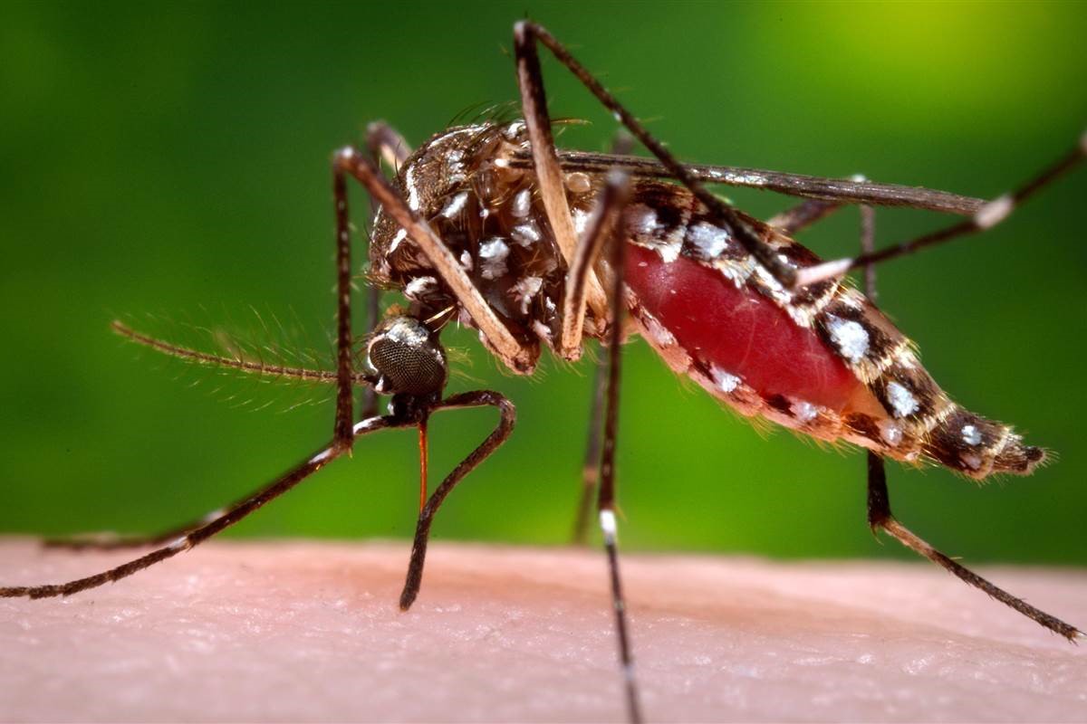 Sốt xuất huyết là bệnh truyền nhiễm do muỗi Aedes aegypti mang mầm bệnh đốt