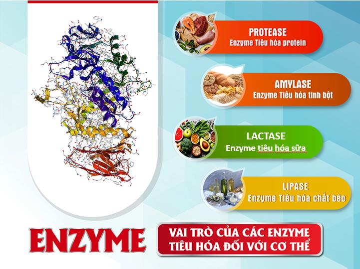 Vai trò của các Enzyme tiêu hóa đối với cơ thể