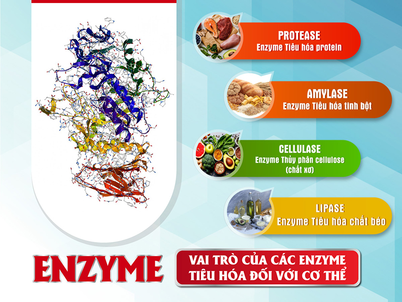 Vai trò của các enzyme tiêu hóa đối với cơ thể