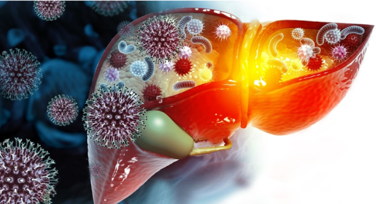 Viêm gan B gây tổn thương cho gan, dẫn đến các vấn đề về chức năng gan