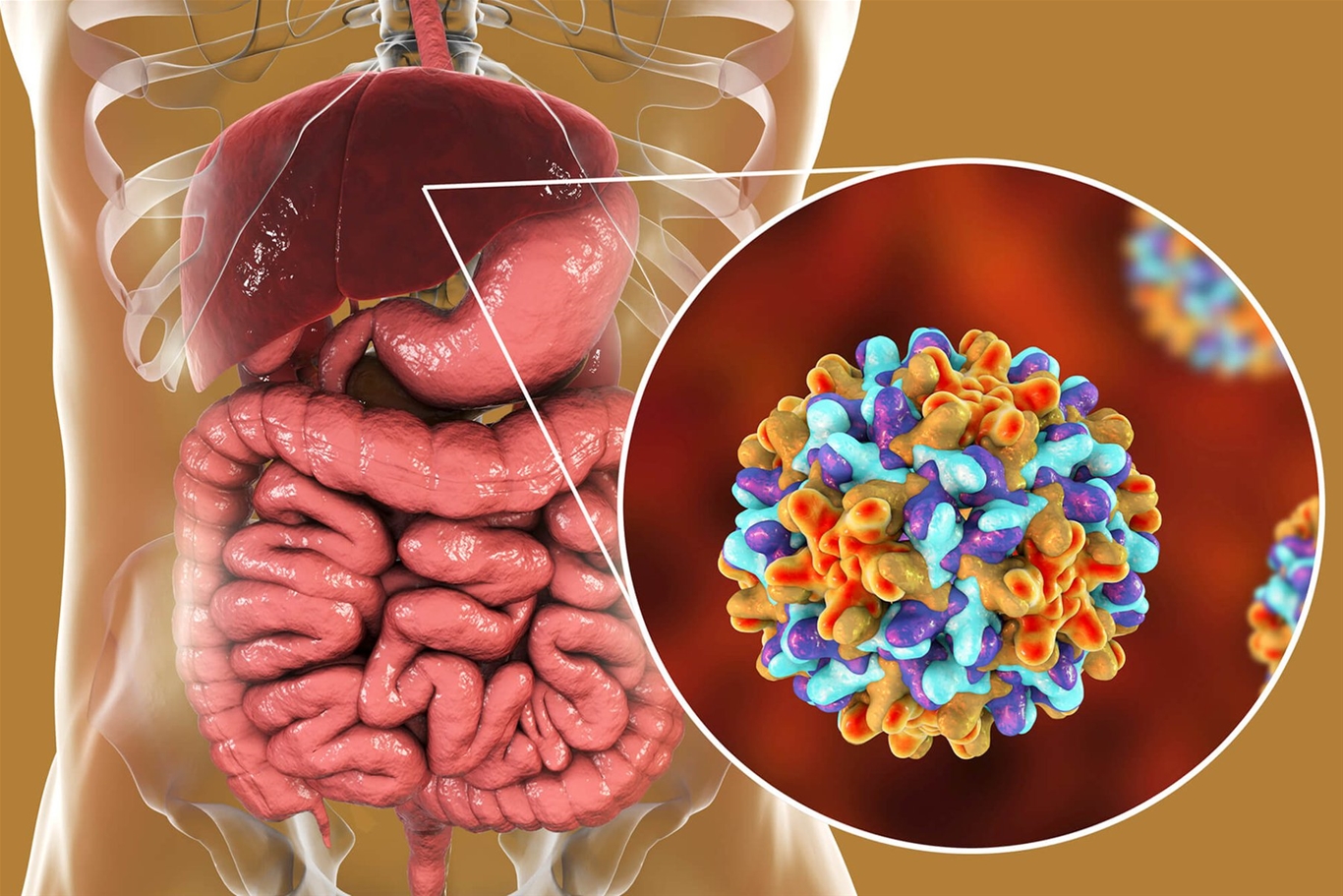 Virus viêm gan B trong cơ thể có thể hoạt động trở lại