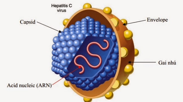 Virus viêm gan C có thể sống bên ngoài cơ thể trong thời gian dài