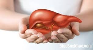 Tăng cường chức năng gan cho người già