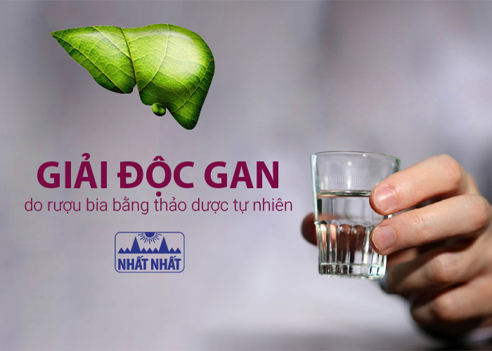 Giải độc gan do rượu bia bằng thảo dược