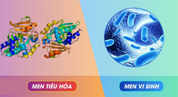 Hiểu về tác dụng của men tiêu hóa và men vi sinh