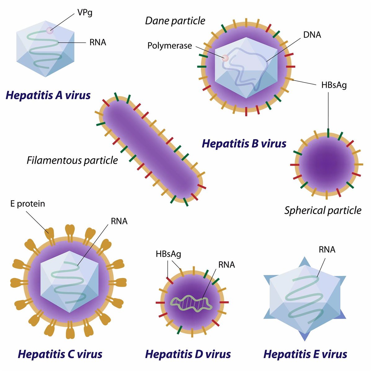 Cấu trúc 5 loại virus viêm gan: A, B, C, D, E.